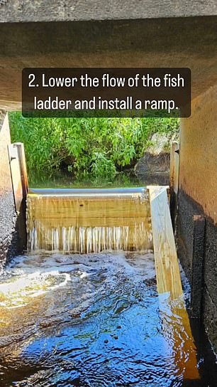 The second idea was to lower the flow of the dam's fish ladder and install a ramp for the otter to walk up.  A fish ladder is an opening intended to allow migratory fish to pass through a dam