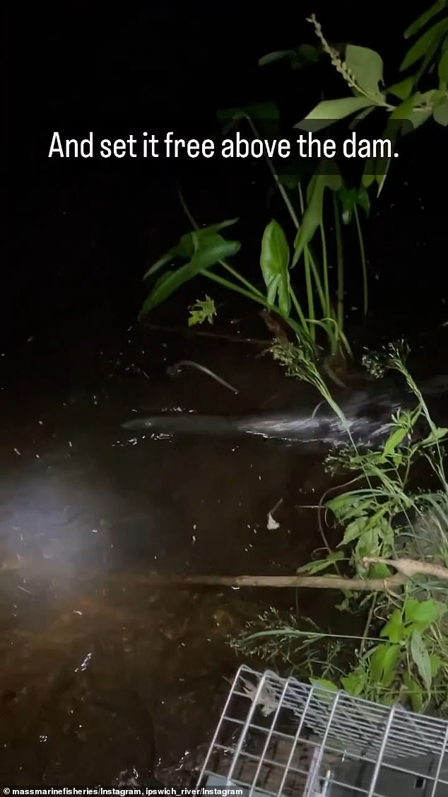 Then the otter was released – above the dam of course.  The incident sparked lively discussions on social media about removing the dam