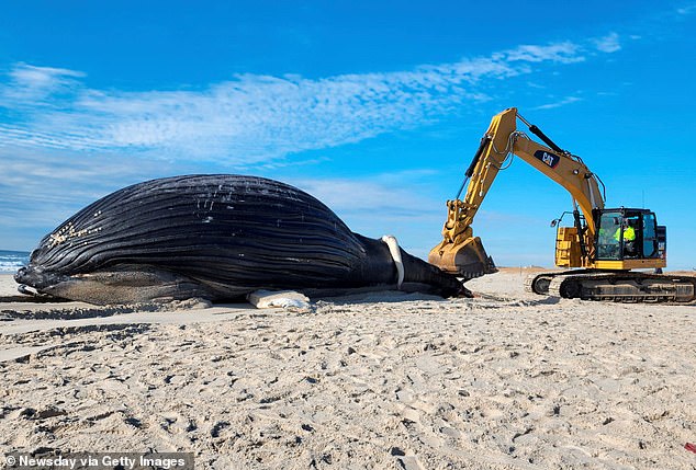 However, many locals, activists and lawmakers are cheering the news, believing that companies blasting the seabed with sonar are behind dozens of whales and dolphins over the past two years.