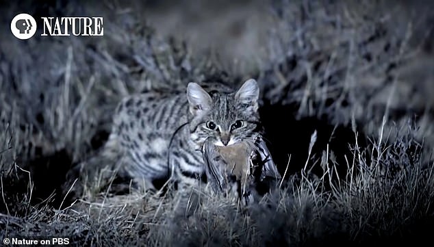 Research shows that the black-footed cat has a predation success rate of 60 percent, killing an average of 10 to 14 rodents or small birds each night