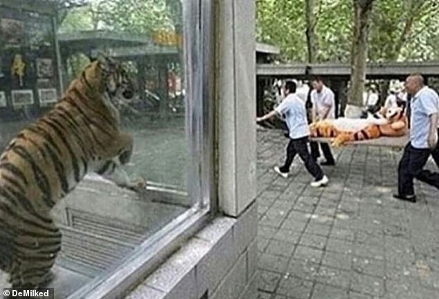 A poor tiger at the Chengdu Zoo got the fright of his life when a cuddly replica was taken away on a stretcher in front of his eyes