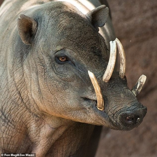 Harry, the father of baby Babirusa, is still on display at the zoo for the public