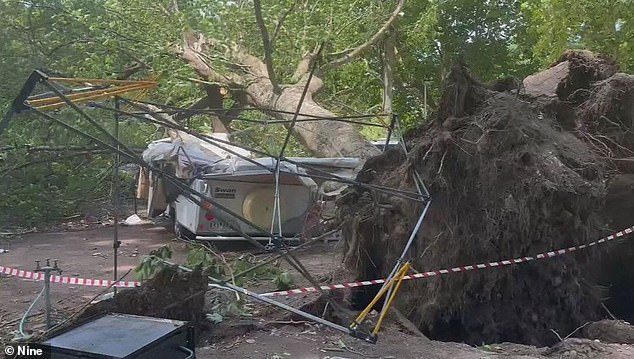 The huge tree that crashed onto their vehicle during a damaging storm left their caravan in a crumpled wreck (pictured)