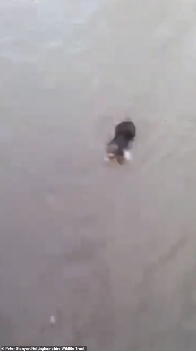 A team from Nottinghamshire Wildlife Trust monitoring the floods spotted the mole swimming towards them and took the opportunity to film it as it approached them.