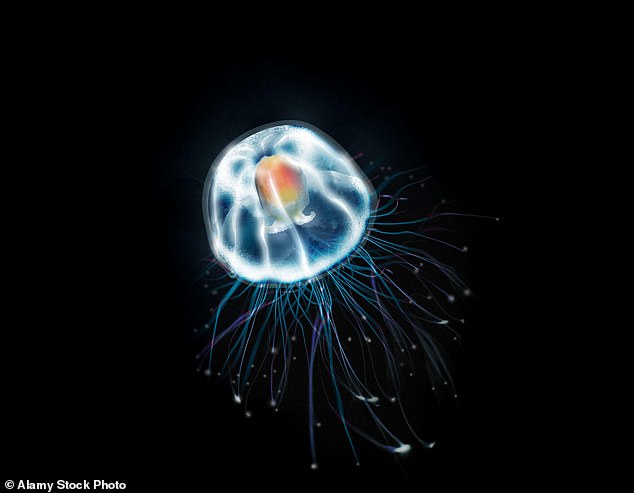 The so-called 'immortal jellyfish' can live forever if predators don't kill it.  The secret lies in the improved genome, with a large number of genes involved in DNA repair and replacement