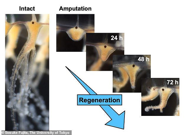 The tiny jellyfish Cladonema pacificum can regrow a lost tentacle in just three days.  It does this with a combination of regular and specialized stem cells, each of which regrows specific tissues