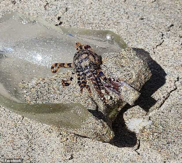 His father Jason Trolley posted a warning on Facebook that parents should always keep an eye on what their children are playing with on the beach