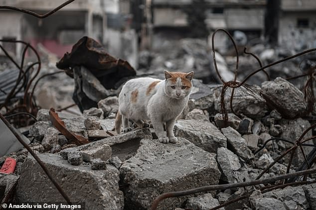 A cat is seen above the rubble of a building destroyed by an Israeli airstrike