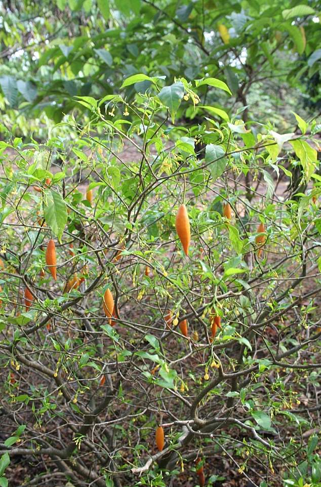 Pictured above is the iboga plant where ibogaine comes from.  It is found in the roots