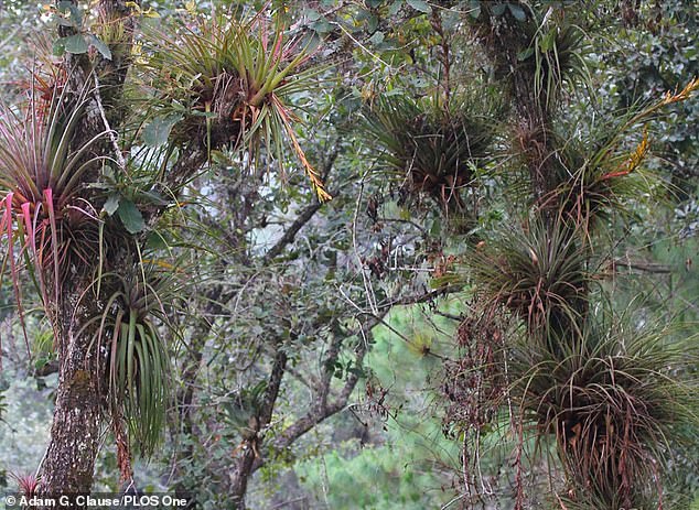 A study published by the journal PLOS One found that the creatures were so difficult to detect because they skillfully hide and blend in with the tall foliage in their environment