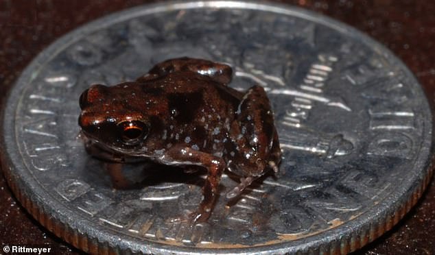 In 2022, six of the smallest frogs in the world were discovered in Mexico, some of which turned out to be smaller than a penny