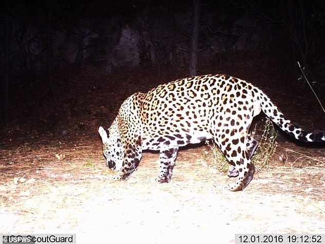 The new video has confirmed that the cat is not Sombra or El Jefe, two jaguars known to have roamed Arizona in recent years.  Pictured: a jaguar spotted in Arizona in 2016