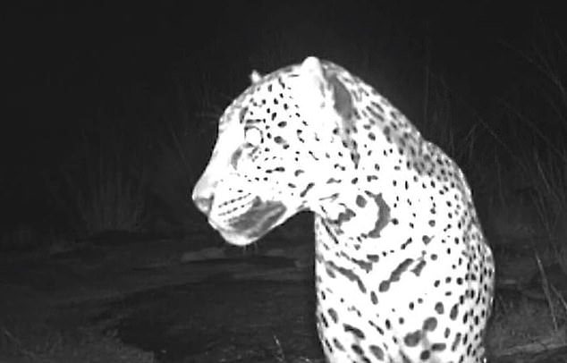 A jaguar was also spotted in Arizona in 2012.  There have only been about eight confirmed sightings in the US in the last 25 years.