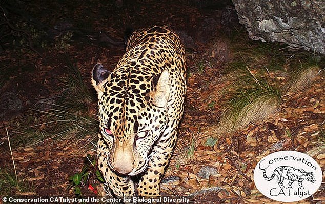 A 2015 photo provided by Conservation CATalyst and the Center for Biological Diversity shows the jaguar known as El Jefe, in the Santa Rita Mountains south of Tucson, Arizona