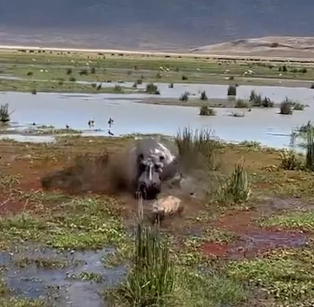 The hippo jumps up and charges at the hyena, chasing it out of the water and coming within inches of catching it