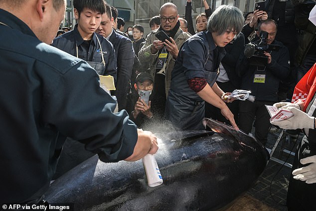 The giant catch is checked and toned down by staff after being unloaded outside the main store of Sushi Ginza Onodera in Tokyo's Omotesando on January 5, 2024.