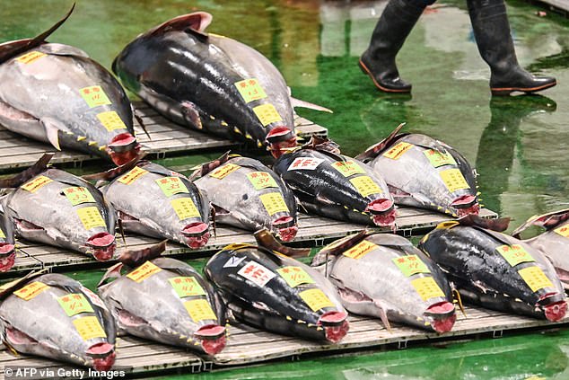 Sales of the bluefin tuna, worth nearly $1 million, are raising hopes for a revival of Japan's fish prices, which have fallen in the wake of the pandemic.  Pictured: Tuna Tuna is on display as wholesalers and buyers attend the auction