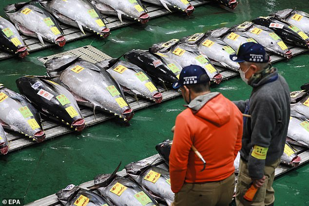 Fishermen view bluefin tuna during the first auction day of the new year at Toyosu Market in Tokyo, Japan on January 5, 2024