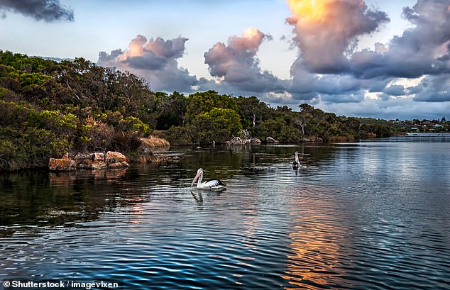 Augusta Margaret River shire president Julia Meldrum and Nannup shire president Tony Dean told Daily Mail Australia their councils supported the dual naming of the Blackwood (above)