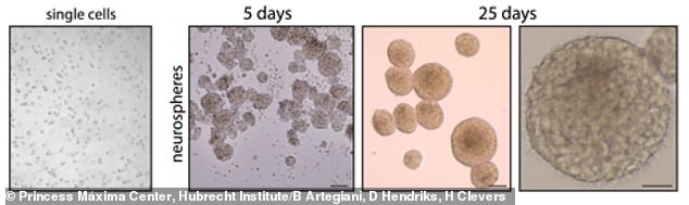 The team shared images showing how the tissues grew over the course of 25 days