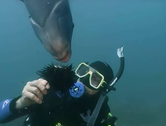 David Ireland bonded with Gus by feeding him sea urchins (pictured)