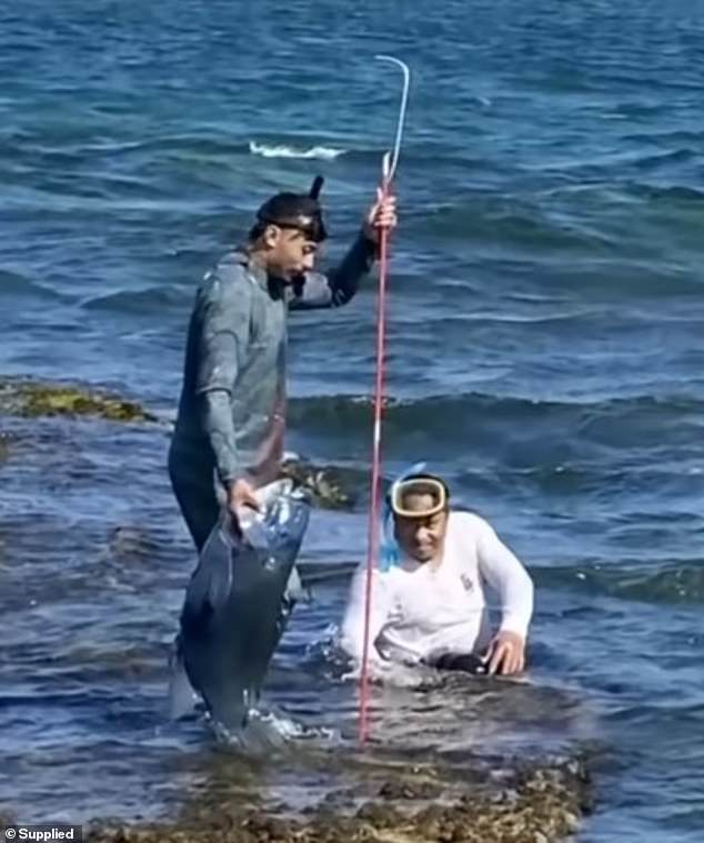 The fisherman, who was reportedly from New Zealand, strode into the water and speared the blue groped