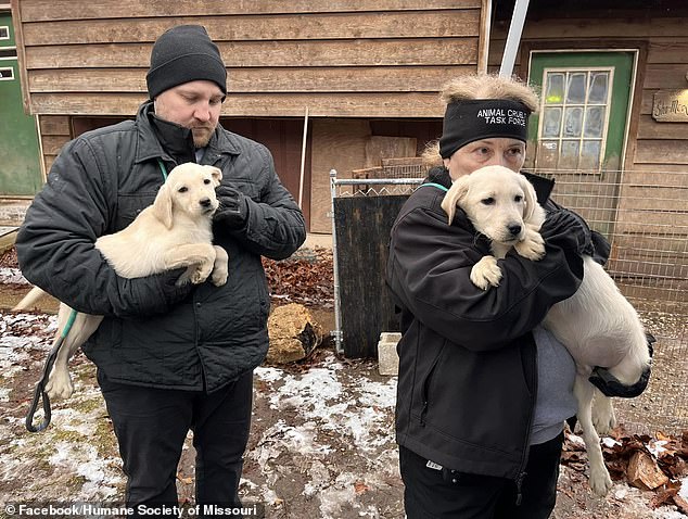 A mix of adult Labradors and puppies were found at the site as rescuers from the Humane Society of Missouri tended to the dogs