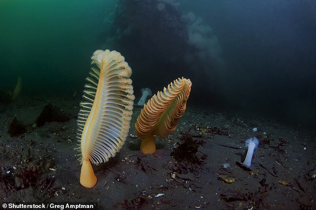 The sea pen looks similar to a feather quill and uses its stem and 'hook' to burrow into sediment