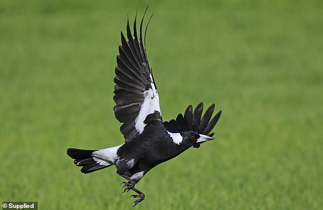 The third-grader's survey went viral after she came up with the brilliant idea of ​​asking participants how often they were bombarded by magpies and comparing their physical features.