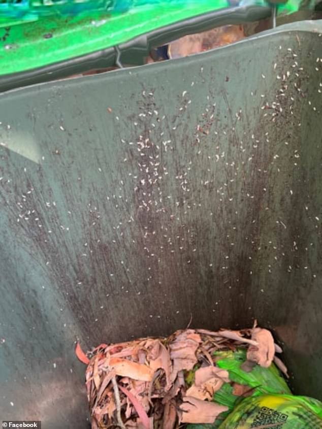 Locals have complained that the sight of maggots in their garbage bins is nothing new, as the insects often lurk in red bins (maggots in a bin pictured)