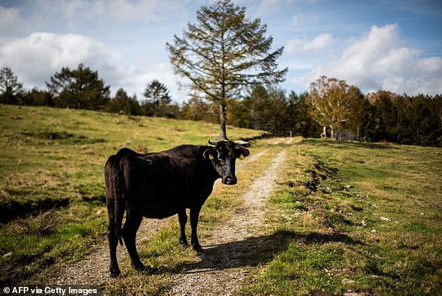 Zuckerberg said he will breed highly regarded Wagyu cattle, like this one pictured in Japan – where the cows come from