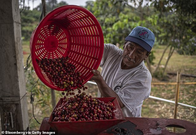 Kenya, Guatemala and Brazil are some of the countries where Starbucks sources its products