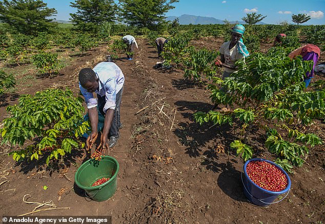 According to reports, children worked approximately eight hours a day, six days a week in appalling conditions for a daily wage that was little more than the price of a latte