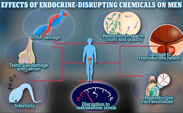 In men, researchers looked at data from multiple animal and experimental studies and concluded that there was strong evidence of negative effects on men's reproductive health and on exposure to EDCs.