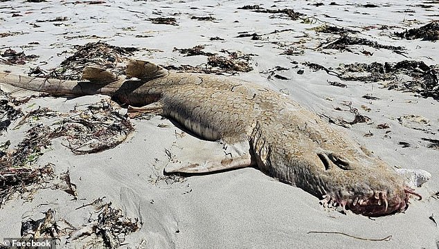 More than sixty wobbegong sharks, stingrays, crabs, snappers, sea urchins, sea snails and crayfish have reportedly washed ashore in the past two days