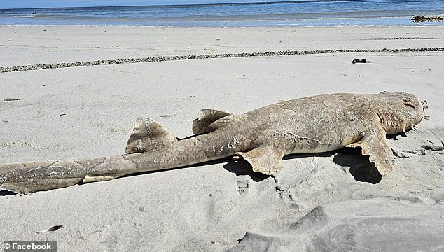 Low salinity could be to blame for the mass stranding, according to the Department of Primary Industries and Regions South Australia