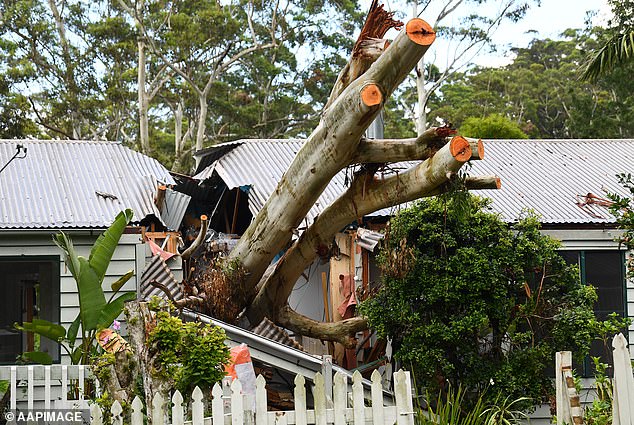 Queenslanders are busy cleaning up after damaging storms and winds from Cyclone Jasper uprooted trees (pictured)