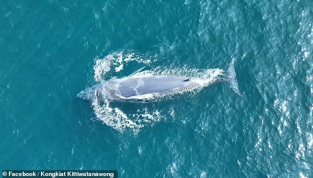 They filmed a pair of rare Omura whales swimming together in the Andaman Sea and one of them was completely white