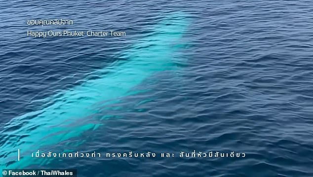 This is the first time an all-white Omura whale has been spotted in Thailand and could possibly be the first sighting ever, said Thon Thamrongnawasawat of ThaiWhales.