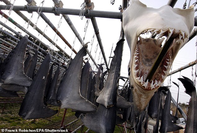 The global trade in sharks, from fisheries like these in Japan to the rest of the world, continues to push species to the brink of extinction