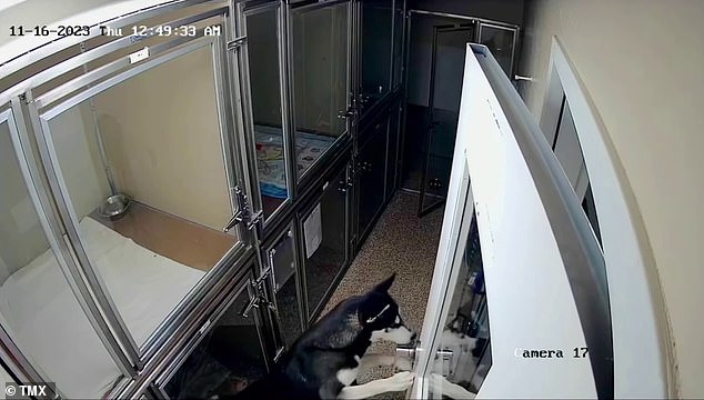 When all else failed, he started working on a nearby door and tore it open using only his paws