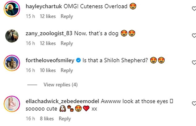 Fans raced to the comments and went wild over the new pooch as they fawned over Pebbles