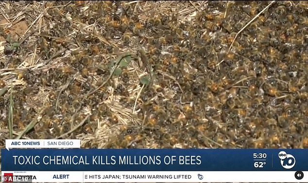 The beekeepers walked through the sanctuary garden and found 'piles and piles of dead bees lying in front of our beehives'