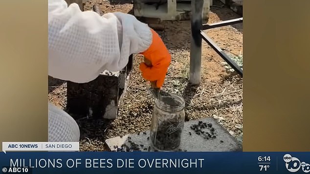 The team spent the day scooping dead bees off the ground and providing nectar to keep the survivors from foraging on infected plants.