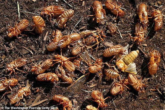 Cicadas are relatively harmless and rather a nuisance: they fly into the windshield and leave their small carcasses everywhere