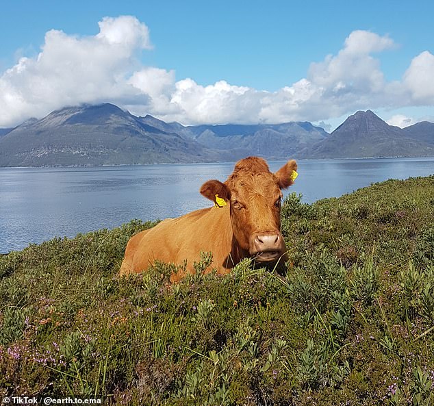 The vast Cuillin Hills form the background in this photo