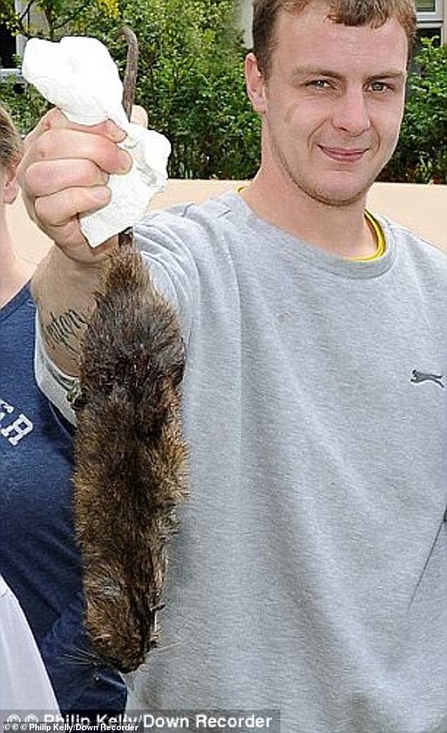 A giant rat held by residents of Killyleagh, County Down, Northern Ireland (File Photo)