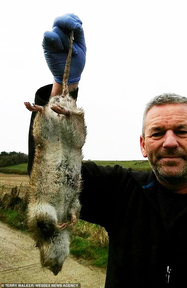 Pest controller Terry Walker (pictured) who caught a giant 50cm long mutated rat