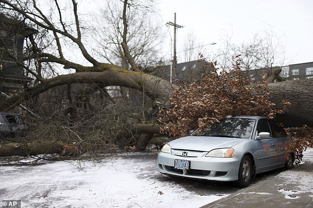 A parked car is damaged by a fallen tree in southeast Portland on Saturday, January 13, as a severe storm rages through the city