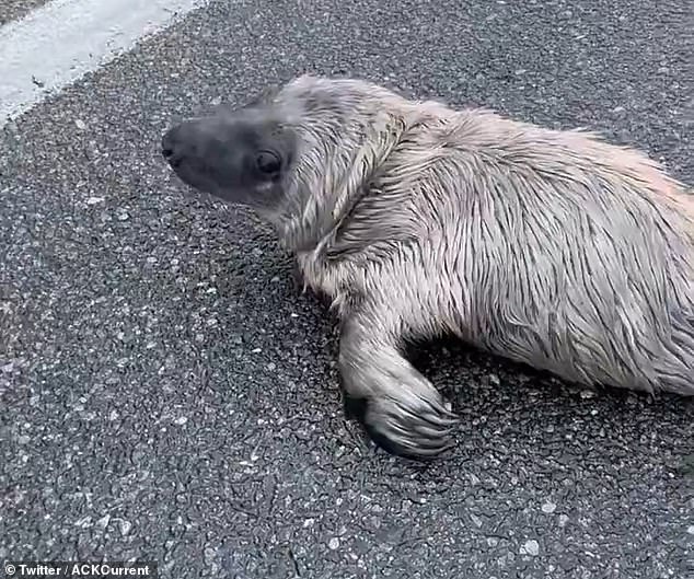 The wayward pup was spotted by a driver on a road near Sesachacha Pond around 7:45 a.m. Wednesday